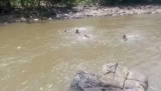 Bomet diver's Never fail 
