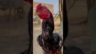 Aseel murga#youtubeshorts #aseelmurga #rooster #aseel #aseellovers