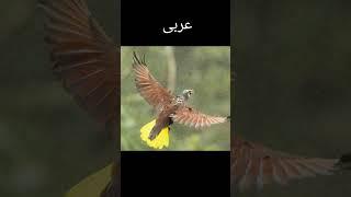 Ayat e quran e kareem #quran #quranwithurdutranslation #shortvideo #youtubeshorts #islamicvideo