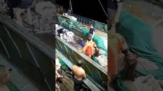 Accidentally caught a shark No one dared to touch it The captain finally put it back to sea