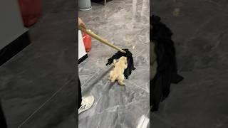 The best help ever! 