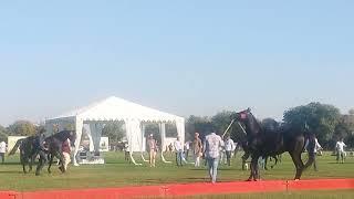 STALLION category horse show /// marwari horse show Jodhpur 2023