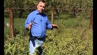 СЕЗОН ЗАБОТ 05 05 2012_ч3-малина смородина.avi