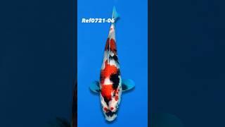 SOLD Variety: Showa Breeder: Sekiguchi Size: 26cmRef0721-06 #koi #koifish #showa