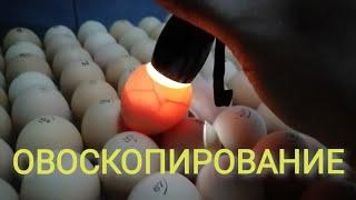 ОВОСКОПИРОВАНИЕ КУРИНЫХ ЯИЦ