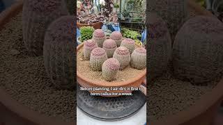 Rainbow Cactus propagation | Bikolanahardinera #shortvideo #Cactus #echinocereus