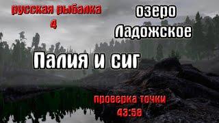 Русская рыбалка 4(рр4) - озеро Ладожское. Палия и Сиг.