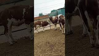 There are cows in a row  If you want to use them, come in  They are all famous cows866