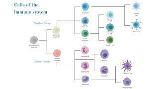 Cells of the Immune System (Brittany Anderton)