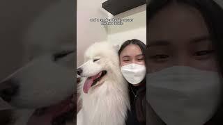 SAMOYED DOG CAFE IN SEOUL!  #seoul #seoulkorea #samoyed #dogcafe