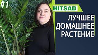 Как ухаживать за замиокулькасом  Замиокулькас  уход в домашних условиях