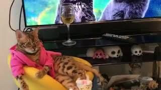 Angel Bengal - Living my best life