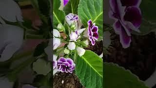 Секрет пышного цветения ГЛОКСИНИЙ