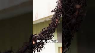 Army of ants build a bridge to invade a wasps nest!   -   Viralhog