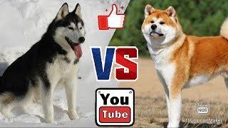 Сибирский хаски против Акита-ину. Siberian Husky against Akita-inu.