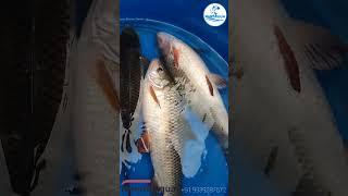 Rohu Fish #fish #fishfarming #fishing #fishingvideo #fishinglife #fishfarm #fishtank#fisherman#video