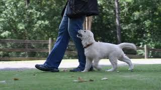 Golden Retriever Puppies Heeling Off Leash With Positive Reinforcement