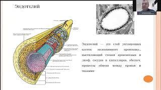 Протекция эндотелия при Ковид 19 Симутис И.С.