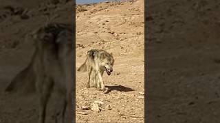 Wolfdogadventure - Morocco - Wild Loki  #wolfdogadventure #morocco #sahara #shorts #marokko