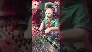 ai cat dance #