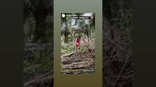 VIRAL SEPASANG REMAJ KETANKAP BERBUAT MESUM DI KEBUN SAWIT