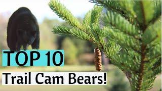 Trail Cam Videos - TOP 10 BEARS