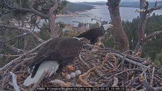 Two bald eagles begin to hatch in Big Bear Valley, California