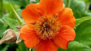 Geum Rustico™ Orange  (Avens) // Wonderful Compact, Easy to Grow Perennial