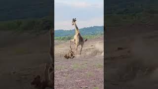 Lion vs Giraffe: Epic Wildlife Showdown. #funnyvideo #funnyshorts #funnyclips