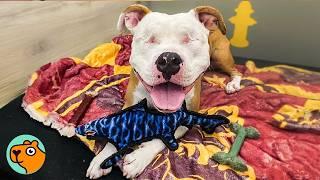 Blind Pitty Found His Way Home For the Second TIme | Cuddle Buddies