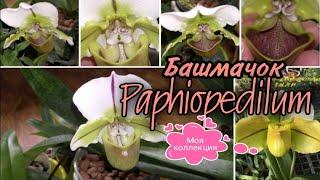 Мои башмачки PAPHIOPEDILUM  Содержание, условия, полив, удобрение  Paph.Cocoa Green x Spicerianum