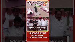 J&K | Trained NDRF Dog Steals Spotlight At Pre-Yoga Day Session In Udhampur
