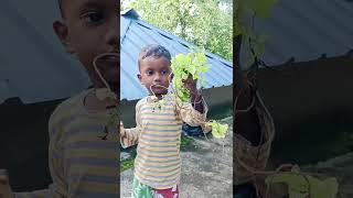 World enviornmenet day June5 #champions childrens trust medicinal plants #morningstar @Dheera
