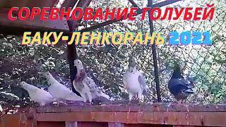 Соревнование голубей в Баку! Гулиев Мехман! Ленкорань!