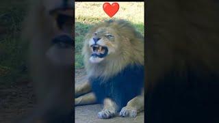 ابنة الأسد تلعب مع والده  # lionking # animalfight #wildanimal