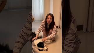 养狗人的雷区VS养猫人的雷区 #万物可爱计划 #小狗是宠物更是家人 #萌宠出道计划 #萌宠日常记录 #边牧蛋糕