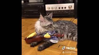 Кот и гитара. Кот в костюме. Cat and guitar. Cats musical.