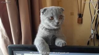 My kitten Scottish Fold. He is 5 months old