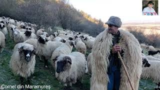 La stâna lui Petre Turțanu si Gabi Bâțu din Gherța Mare, Țara Oașului