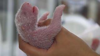 New-born Panda Reunited With Mother | Panda Babies | BBC Earth