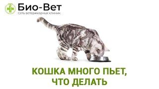 Кошка много пьет, что делать. Ветеринарная клиника Био-Вет.