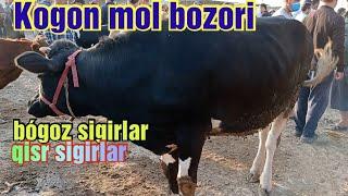 Kogon mol bozori bógoz sigirlar qisr sigirlar ona bola sigirlar 1/08/2021