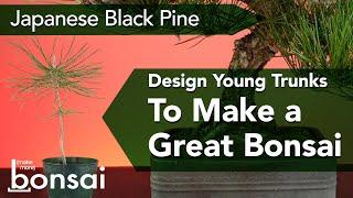 Designing Great Bonsai by Starting with Japanese Black Pine Seedlings