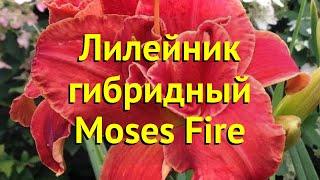 Лилейник гибридный Мозес Файе. Краткий обзор, описание характеристик hemerocallis Moses Fire