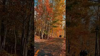 Fall Season in Canada#shorts #shortsvideo #trending #trendingshorts #viralvideo #viralshorts