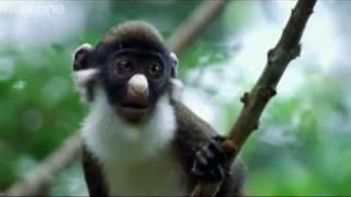 Funny Talking Animals - Walk On The Wild Side - The best BBC documentary ever!