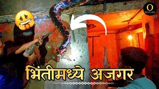 भिंतीमधून कसा काढला अजगर ? || Rock Python Rescue || Omkar Sawant ||