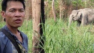 ElephantVoices Brasil visits Cambodia Wildlife Sanctuary