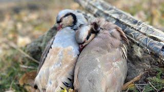 Kınalı ve Çil Keklik Avı- Pusan Keklikler Bizle Dalga Geçti #partridgehunting