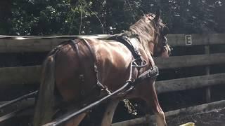 Carriage driving with Katie the clydesdale - Barry Hook, Horse Drawn Promotions